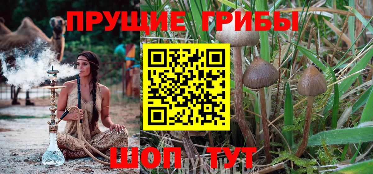 Галлюциногенные грибы мицелий Сунжа